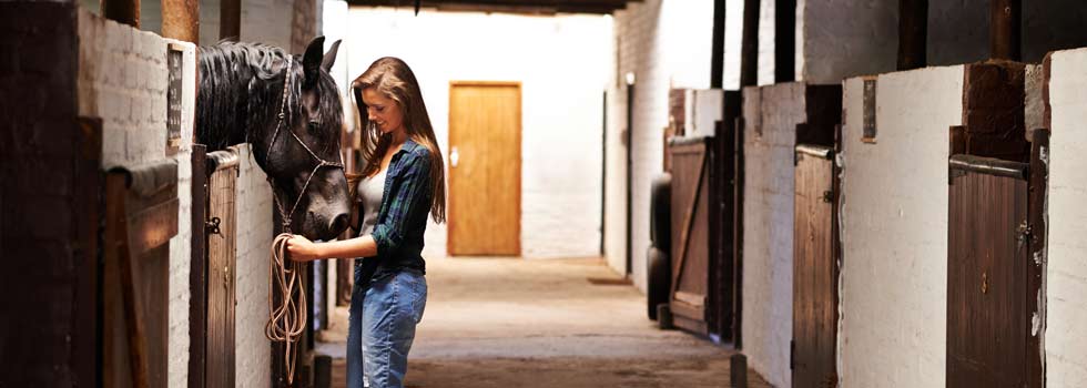 Wie viel kostet ein Pferd?