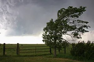 Wenn der Baum aufs Haus fällt: Was zahlt die Versicherung?