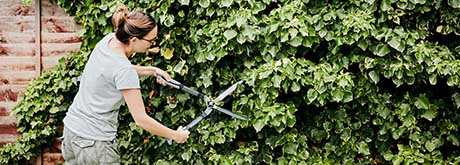 Hecke schneiden: Was ist wann erlaubt? Hecke schneiden