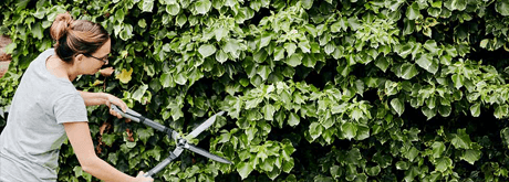 Heckenschnitt Heckenschnitt