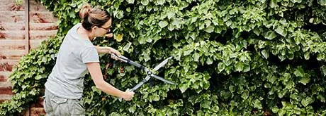 Hecke schneiden: Was ist wann erlaubt?