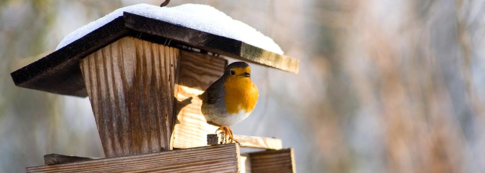 Die Rechslage zum Vogel füttern
