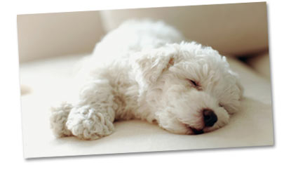 Hundehaftpflichtversicherung Welpen