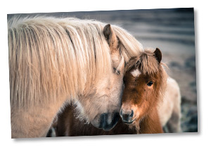 Fohlen sind mitversichert Fohlen sind mitversichert