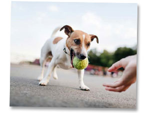 Tierhalterhaftpflicht für Hunde Tierhalterhaftpflicht für Hunde