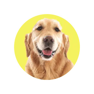 Hundeversicherung Hundeversicherung