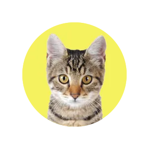 Katzenversicherung Katzenversicherung