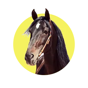 Pferdeversicherung Pferdeversicherung