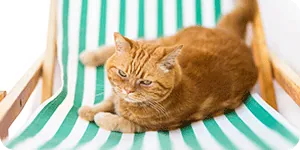 Tierkrankenversicherung – Ihr Schutz im Ausland Tierkrankenversicherung – Ihr Schutz im Ausland