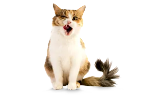 ARAG PetPost ARAG PetPost