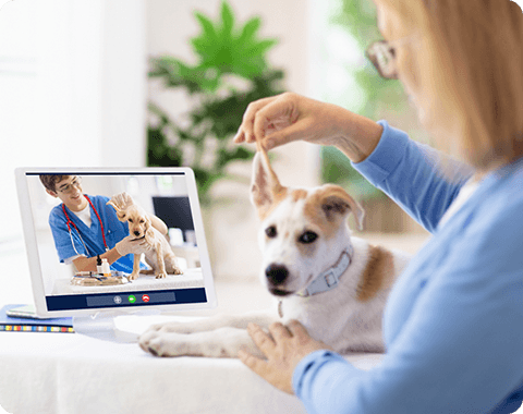 Online Sprechstunde Tierarzt Online Sprechstunde Tierarzt