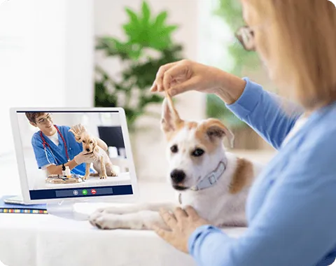 Online Sprechstunde Tierarzt Online Sprechstunde Tierarzt