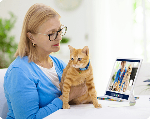 Online Sprechstunde Tierarzt Online Sprechstunde Tierarzt