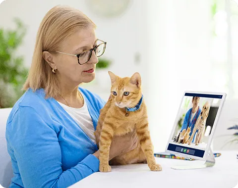 Online Sprechstunde Tierarzt Online Sprechstunde Tierarzt