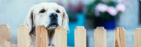 Teaser Hundehaftpflichtversicherung Teaser Hundehaftpflichtversicherung