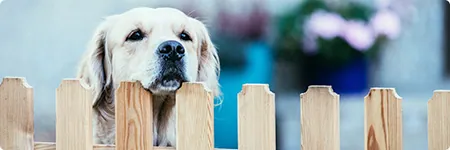 Teaser Hundehaftpflichtversicherung Teaser Hundehaftpflichtversicherung