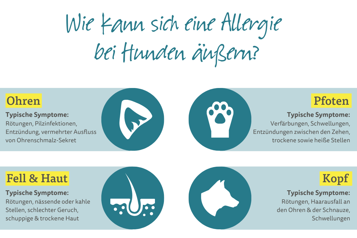 Wie kann sich eine Allergie bei Hunden äußern?