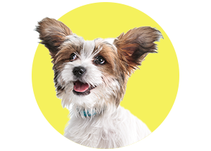 ARAG Hundekrankenversicherung ARAG Hundekrankenversicherung