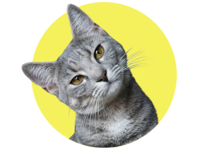 Katzenkrankenversicherung Katzenkrankenversicherung