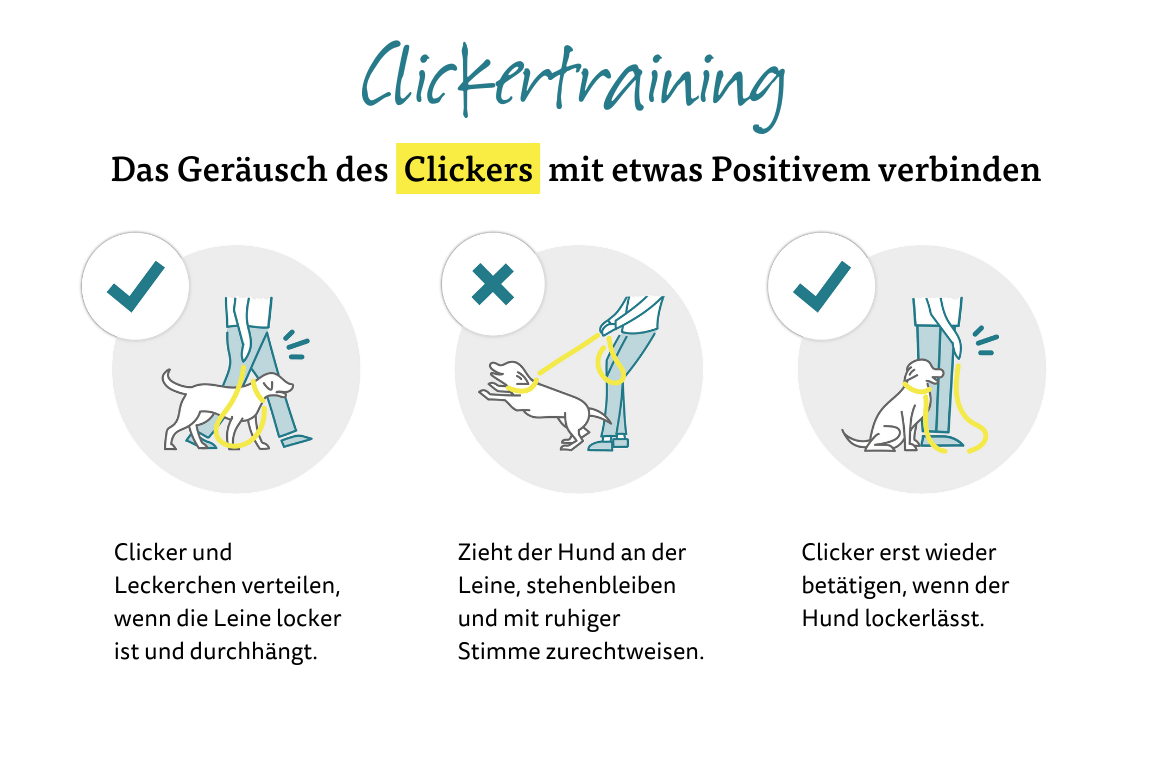 Clickertraining - Das Geräusch des Clickers mit etwas Positivem verbinden.