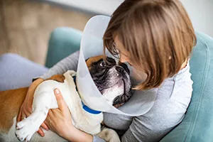 Erste Hilfe für Hunde: darauf kommt es im Ernstfall an