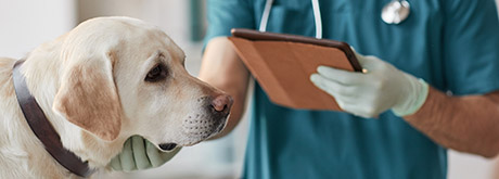 Hund beim Tierarzt: Kosten, Pflichten & Rechte Hund beim Tierarzt