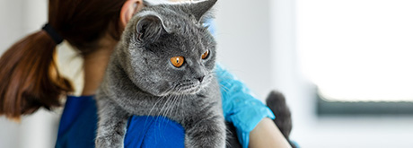 Mit der Katze zum Tierarzt: Kosten, Transport & mehr Katze beim Tierarzt