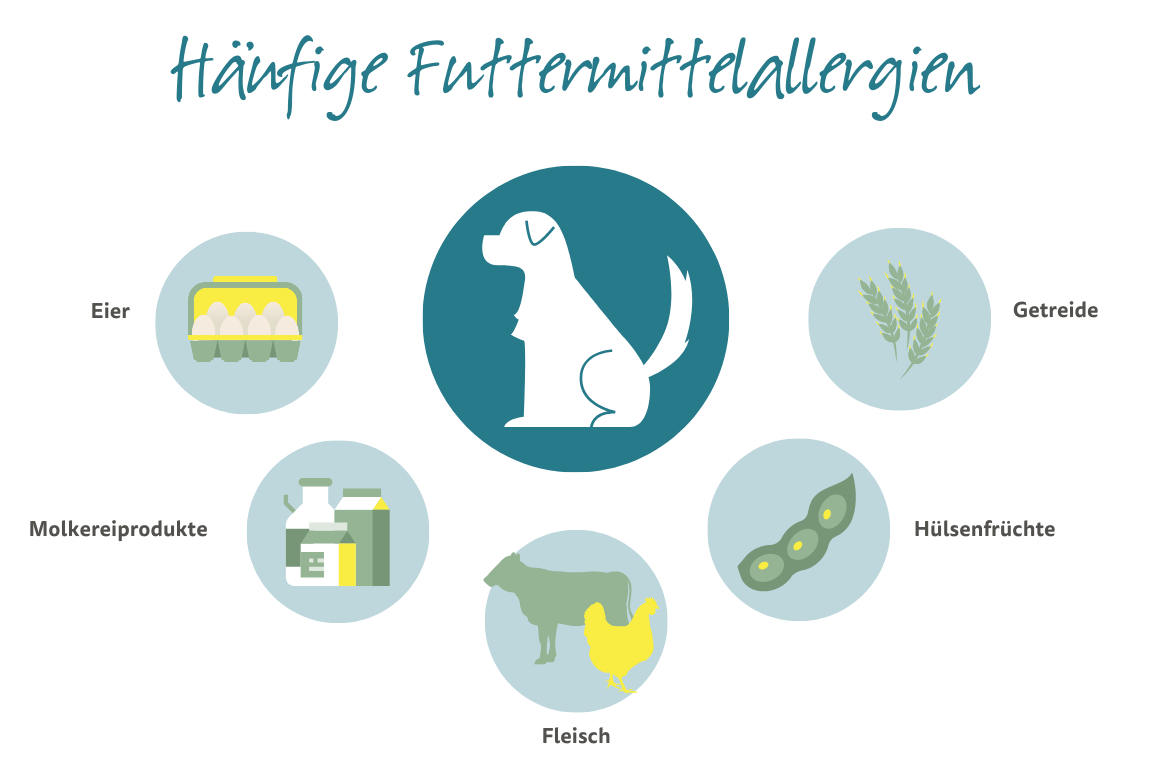 Häufige Futtermittelallergien bei Hunden