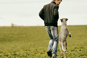 Aggressivität bei Hunden: Was tun wenn Tiere beißen? - ARAG