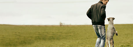 Aggressivität bei Hunden und welche Konsequenzen folgen, wenn der Hund beißt Aggressivität bei Hunden