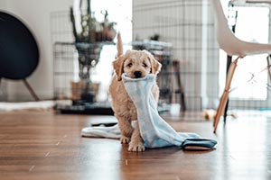 Hund alleine lassen: Tipps zum Üben mit Welpen