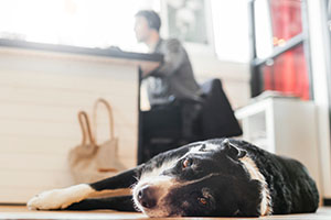 Bürohund: So klappts mit dem Hund am Arbeitsplatz