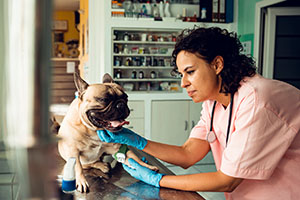 Welche Impfungen Ihr Hund kriegen sollte