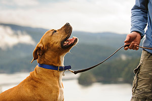 Erfolgreich Leinenführigkeit mit Welpen trainieren