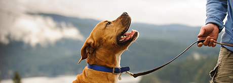 Leinenführigkeit mit Welpen trainieren Leinenführigkeit
