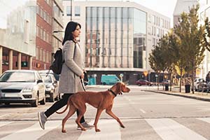 Hundeführerschein und andere Sachkundenachweise für Hunde