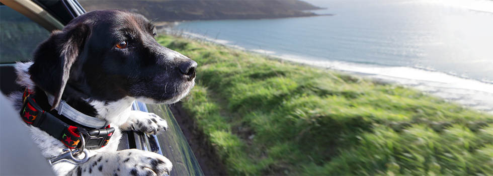 Hund und Katze im Auto