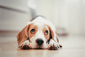 Wie Sie Ihren Welpen stubenrein bekommen: Tricks fürs Training