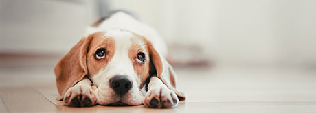 Welpen stubenrein bekommen