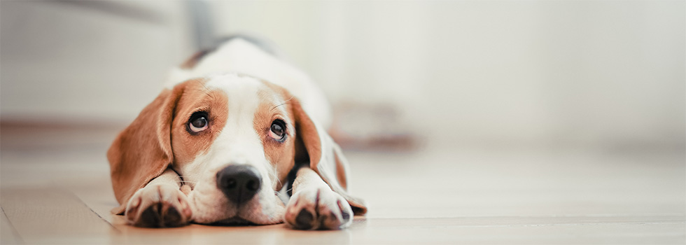 Welpen stubenrein bekommen
