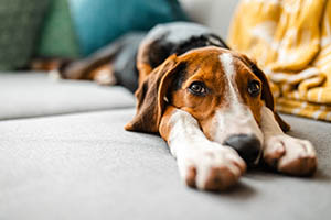 Hund, Katze und Co im Garten bestatten - ist das erlaubt?