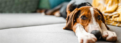 Hund Wohnung Hund auf der Couch