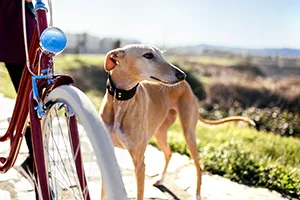 Leishmaniose beim Hund – Symptome & Behandlung