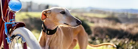 Kastration beim Hund: Vorteile, Risiken, Kosten