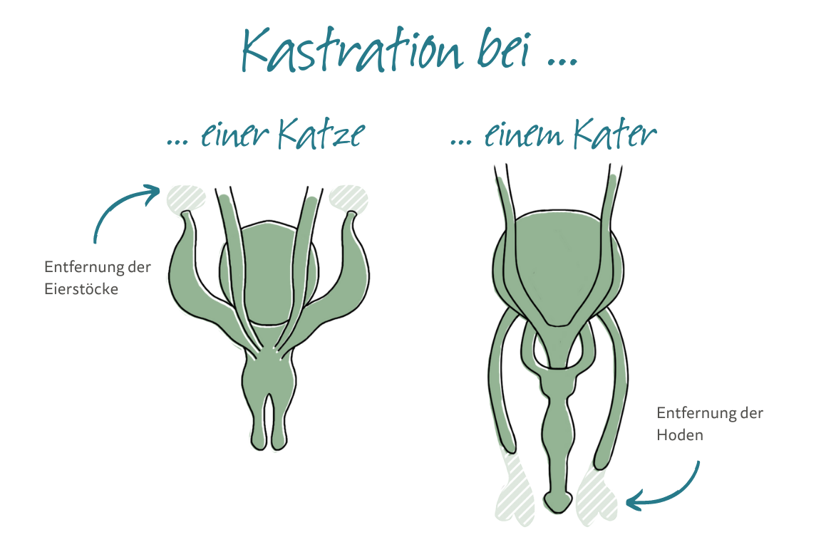 Kastration bei einer Katze und einem Kater