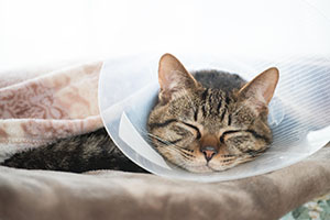 Katze kastrieren oder sterilisieren: Warum und wann?