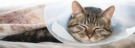 Kastration & Sterilisation bei Katzen: Alle Infos zur OP Katze sterilisieren oder kastrieren lassen