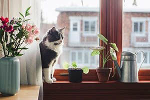 Giftige Pflanzen für Katzen: Das müssen Sie wissen