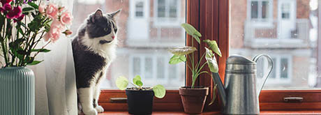 Giftige Pflanzen für Katzen: Das müssen Sie wissen Giftige Pflanzen für Katzen