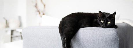 Infos zur richtigen Katzenhaltung: Artgerecht & Liebevoll